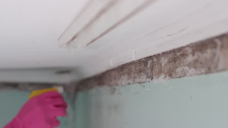 Best Attic Mold Removal  in Lacy Lakeview, TX